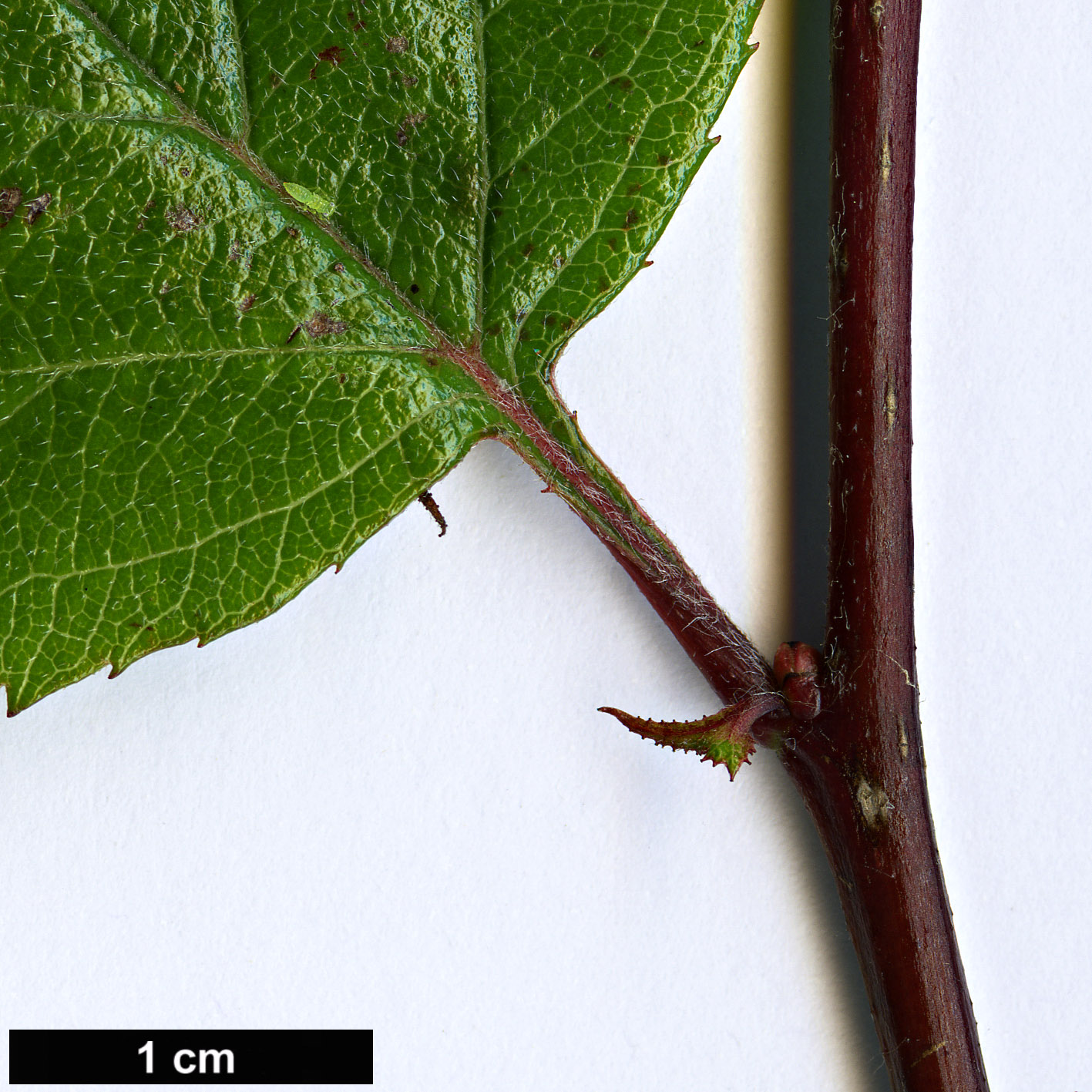 High resolution image: Family: Rosaceae - Genus: Crataegus - Taxon: greggiana - SpeciesSub: var. pepo High resolution image: Family: Rosaceae - Genus: Crataegus - Taxon: greggiana - SpeciesSub: var. pepo